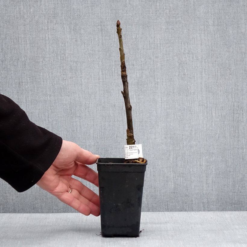 Liquidambar styraciflua Oakville Highlight - American Sweetgum 1L/1.5L pot sample as delivered in winter