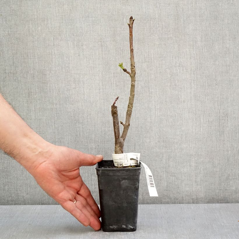 Liquidambar styraciflua Oakville Highlight - American Sweetgum 1L/1.5L pot sample as delivered in spring