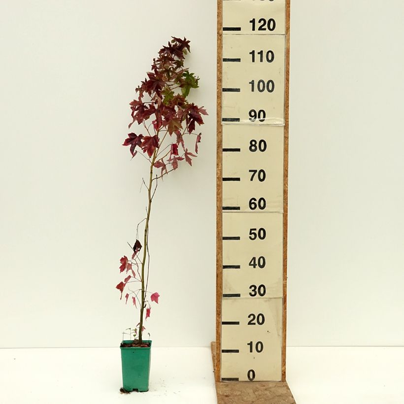 Liquidambar styraciflua - American Sweetgum 12cm pot sample as delivered in autumn