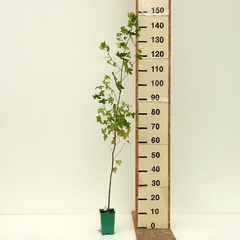 Liquidambar styraciflua - American Sweetgum 12cm pot sample as delivered in summer