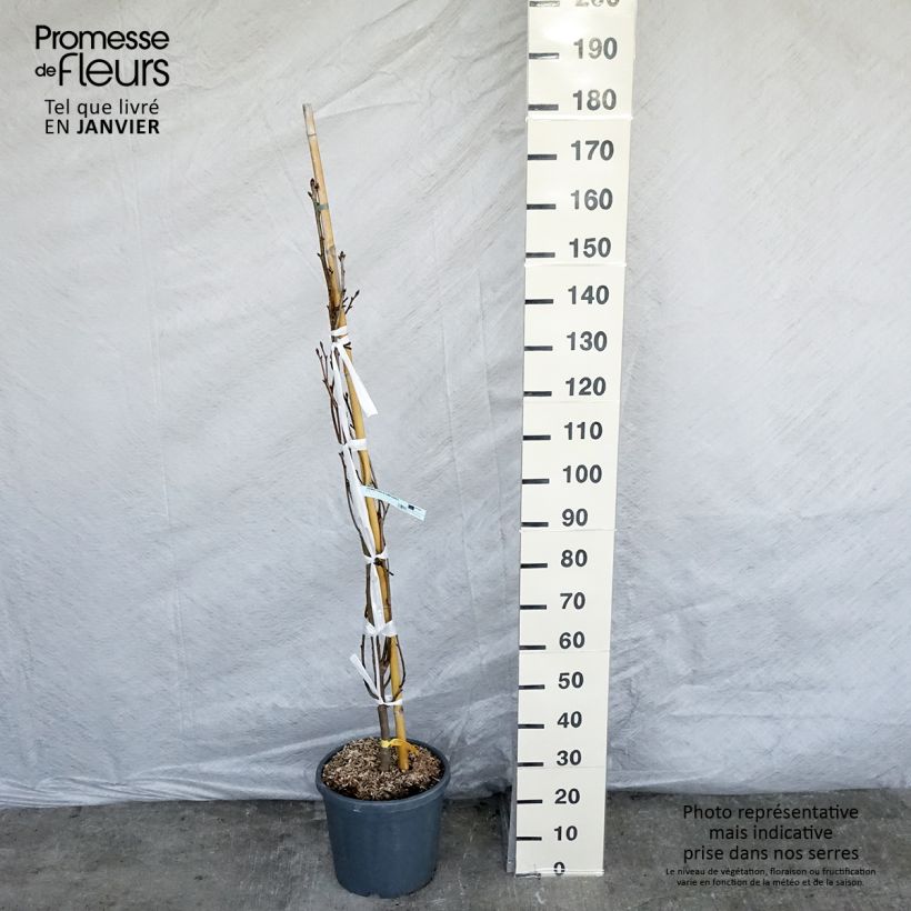 Liquidambar styraciflua Slender Silhouette - American Sweetgum 7.5L/10L pot sample as delivered in winter