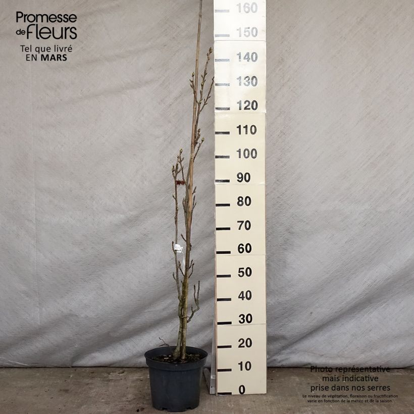 Liquidambar styraciflua Slender Silhouette - American Sweetgum 7.5L/10L pot sample as delivered in spring