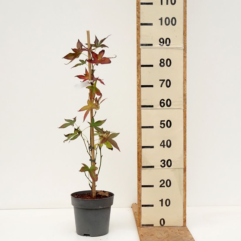 Liquidambar styraciflua Slender Silhouette - American Sweetgum 4L/5L pot sample as delivered in autumn