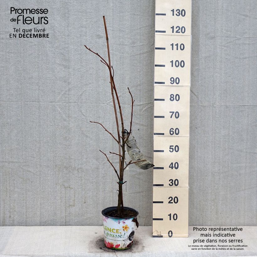 Liquidambar styraciflua Thea - American Sweetgum 4L/5L pot sample as delivered in autumn