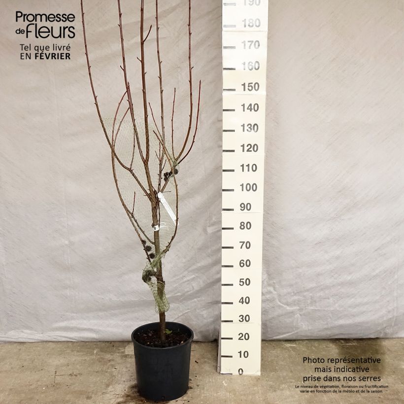 Liquidambar styraciflua Worplesdon - American Sweetgum 7.5L/10L pot sample as delivered in winter