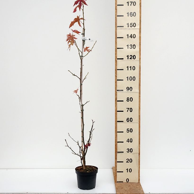 Liquidambar styraciflua Worplesdon - American Sweetgum 4L/5L pot sample as delivered in autumn