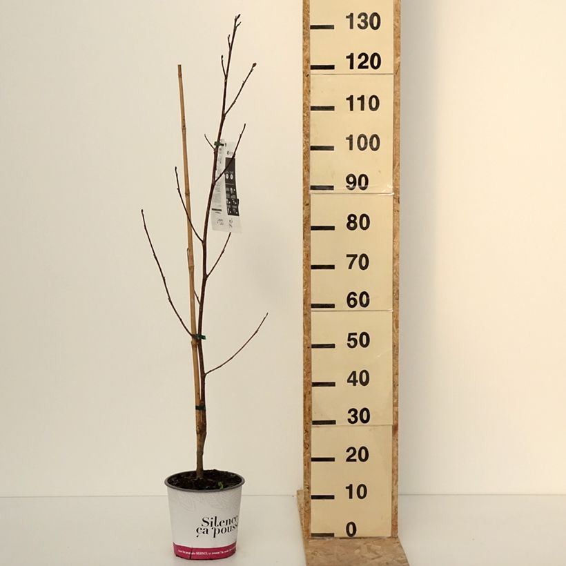Liriodendron tulipifera Fastigiatum - Tulip Tree 4L/5L pot sample as delivered in winter