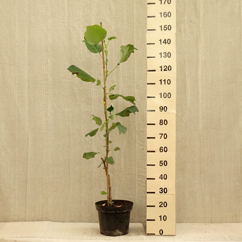 Liriodendron tulipifera Purgatory - Tulip Tree 4L/5L pot sample as delivered in summer