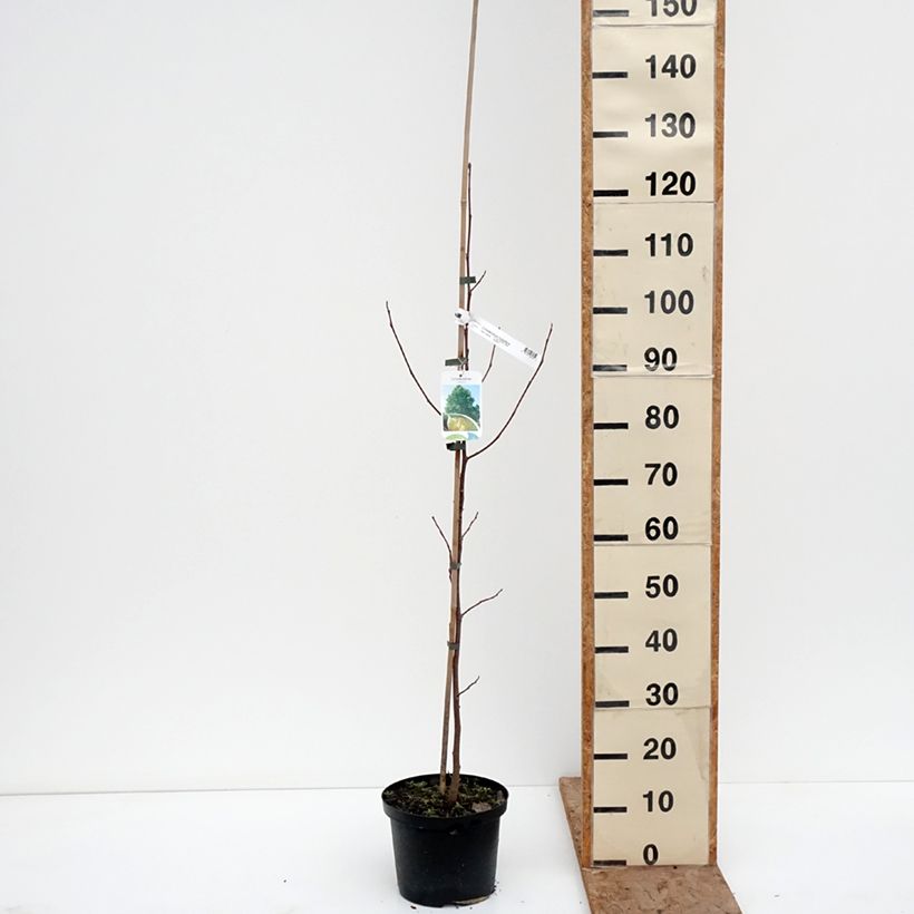 Liriodendron tulipifera Purgatory - Tulip Tree 4L/5L pot sample as delivered in winter