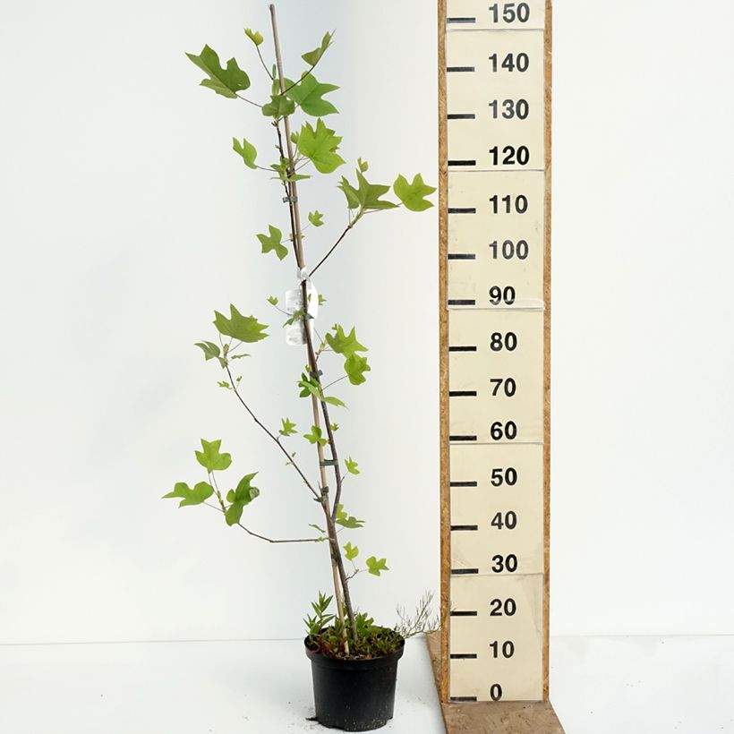 Liriodendron tulipifera Purgatory - Tulip Tree 4L/5L pot sample as delivered in spring