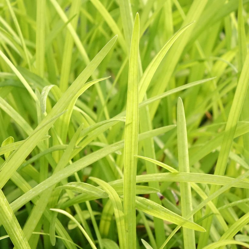 Liriope graminifolia var. densiflora  (Foliage)