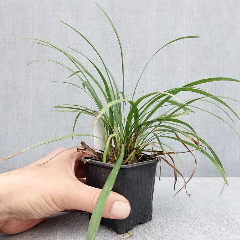 Liriope graminifolia var. densiflora  8/9 cm pot sample as delivered in spring