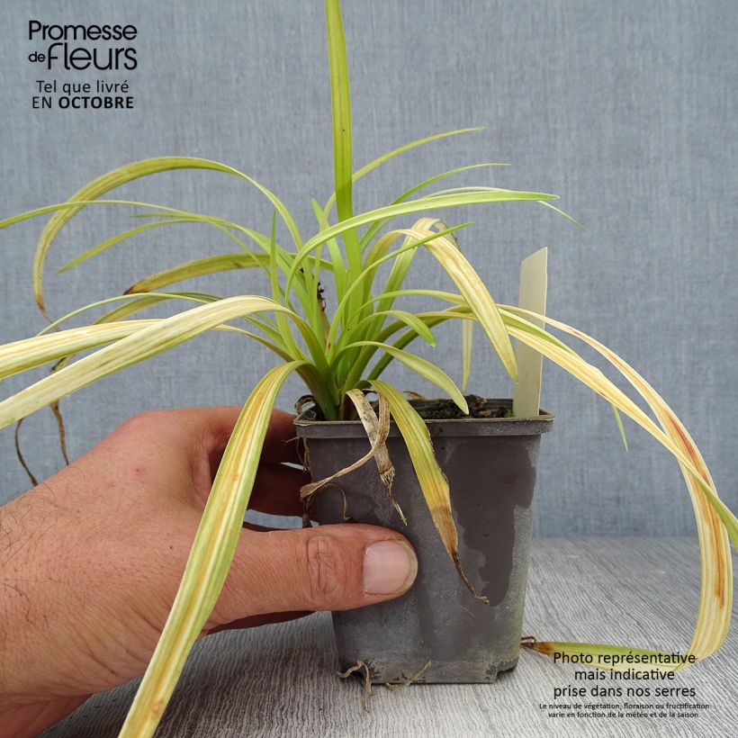 Liriope muscari Big Blue 8/9 cm pot sample as delivered in autumn