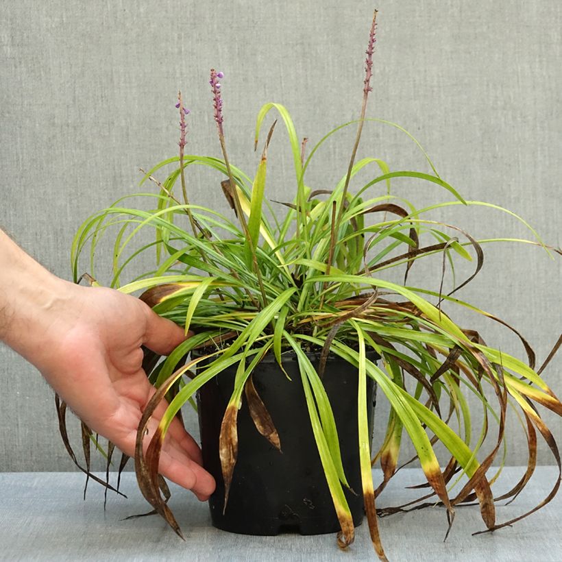 Liriope muscari Big Blue 2L/3L pot sample as delivered in autumn