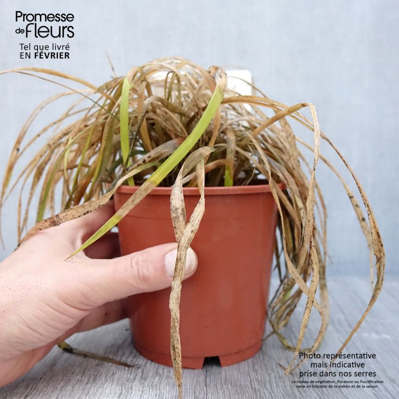 Liriope muscari Evergreen Giant 1L/1.5L pot sample as delivered in winter