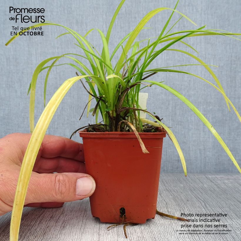 Liriope muscari Evergreen Giant 8/9 cm pot sample as delivered in autumn