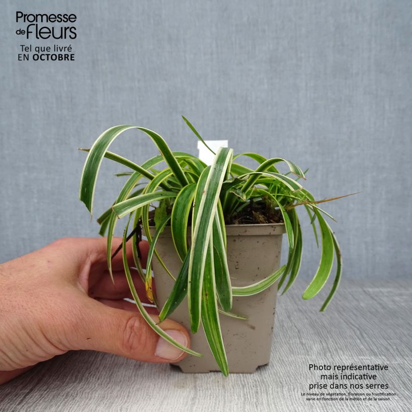 Liriope muscari Gold Banded 8/9 cm pot sample as delivered in autumn