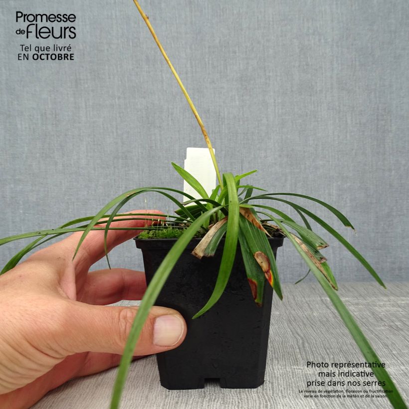Liriope muscari Ingwersen 8/9 cm pot sample as delivered in autumn