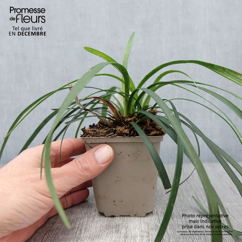 Liriope muscari Majestic 8/9 cm pot sample as delivered in autumn