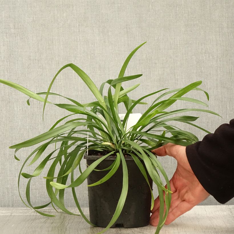 Liriope muscari Monroe White 2L/3L pot sample as delivered in autumn
