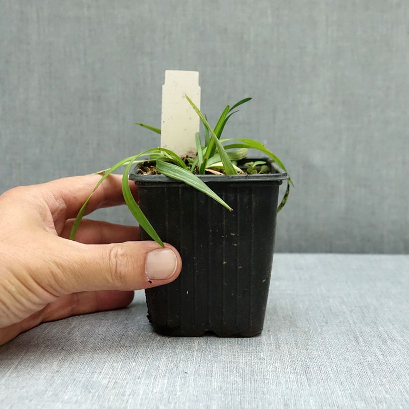 Liriope muscari Okina - Lily turf 8/9 cm pot sample as delivered in autumn