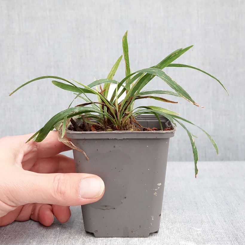 Liriope muscari Okina - Lily turf 8/9 cm pot sample as delivered in winter