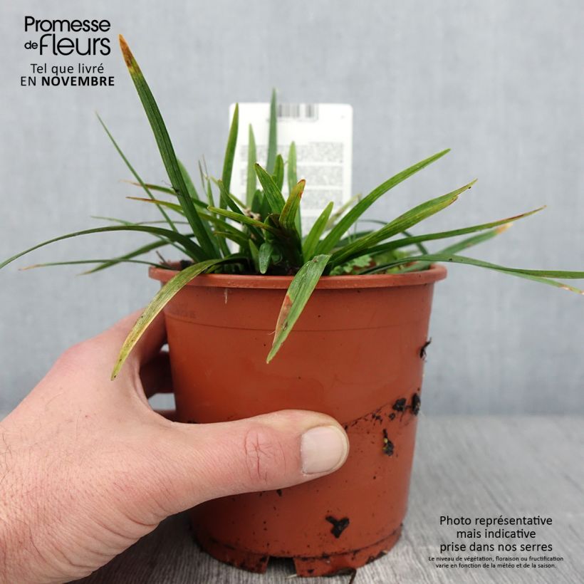 Liriope muscari Royal Purple 1L/1.5L pot sample as delivered in autumn