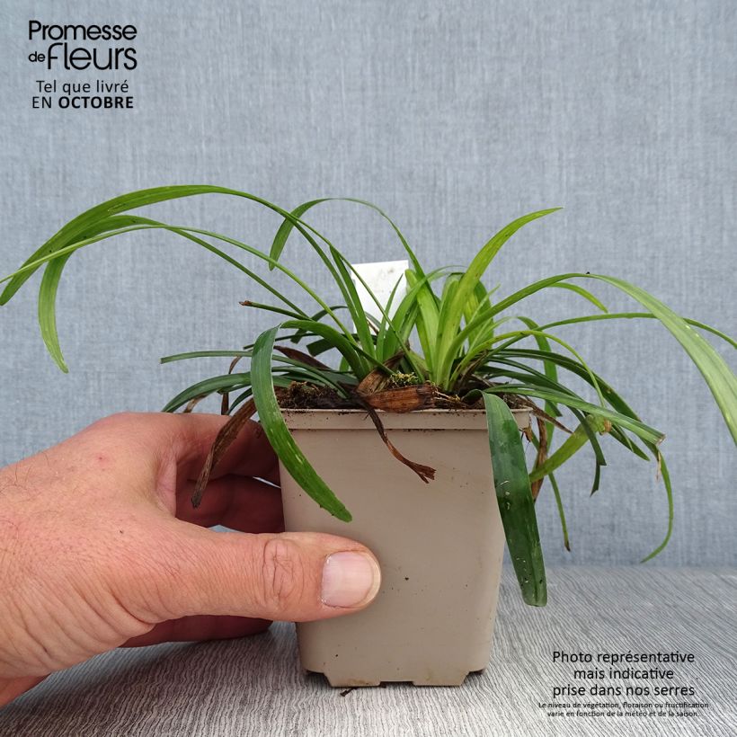 Liriope muscari Royal Purple 8/9 cm pot sample as delivered in autumn