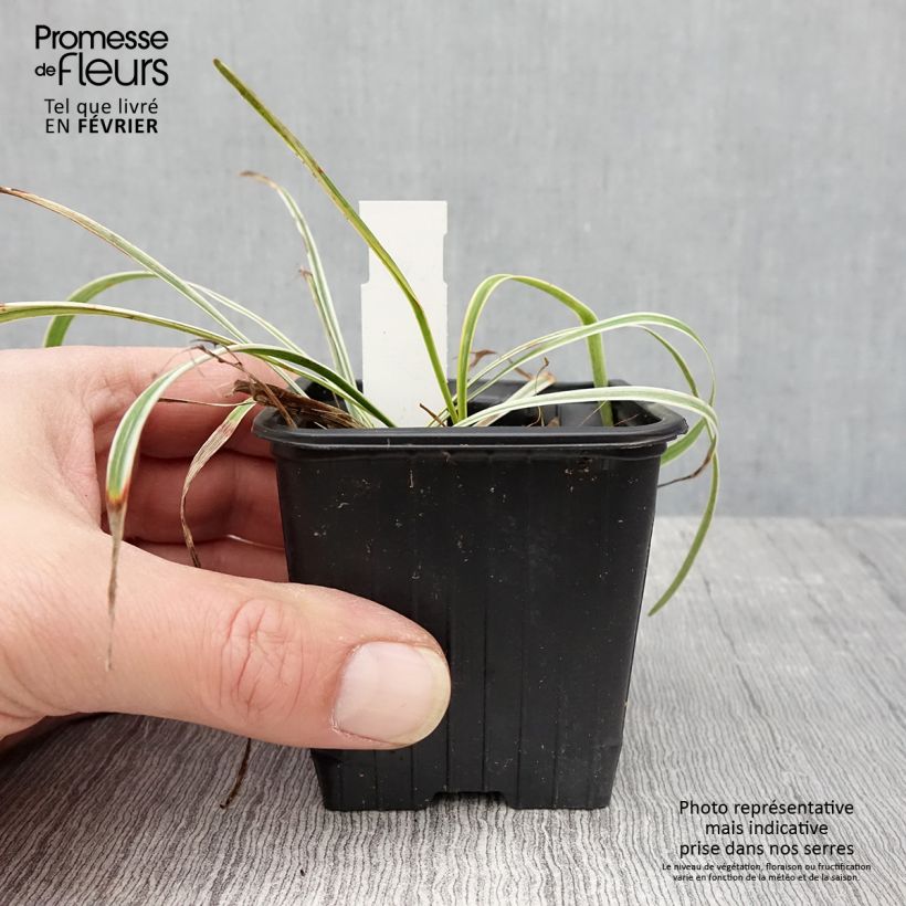 Liriope muscari Silvery Sunproof 8/9 cm pot sample as delivered in winter