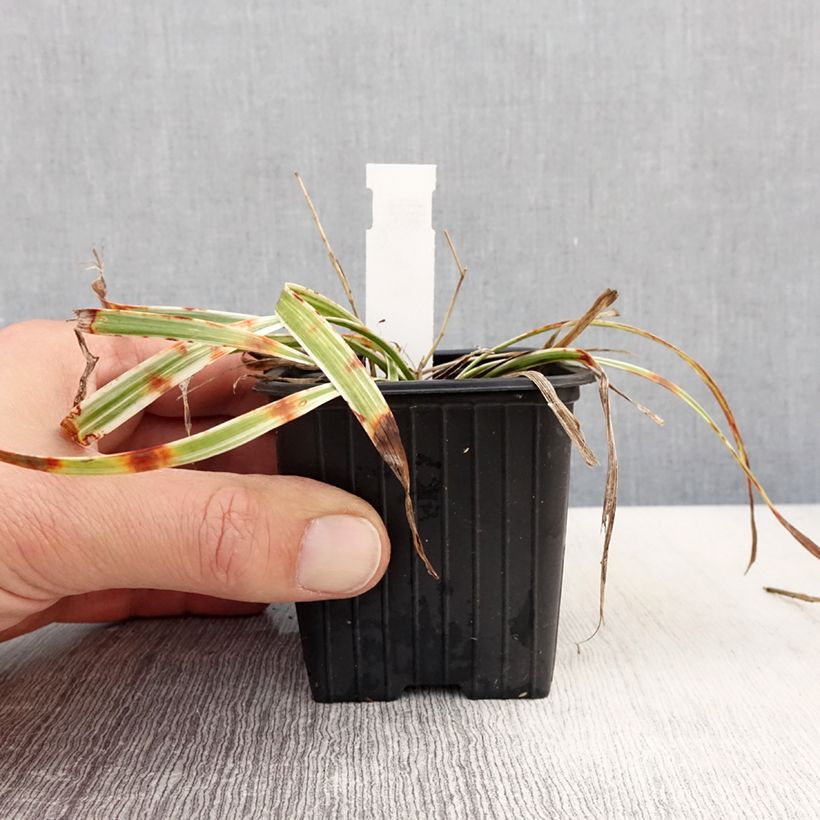 Liriope muscari Silvery Sunproof 8/9 cm pot sample as delivered in spring