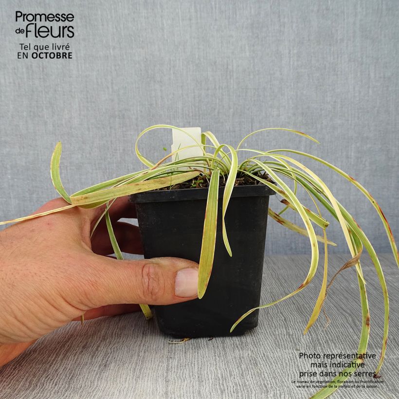 Liriope muscari Variegata 8/9 cm pot sample as delivered in autumn