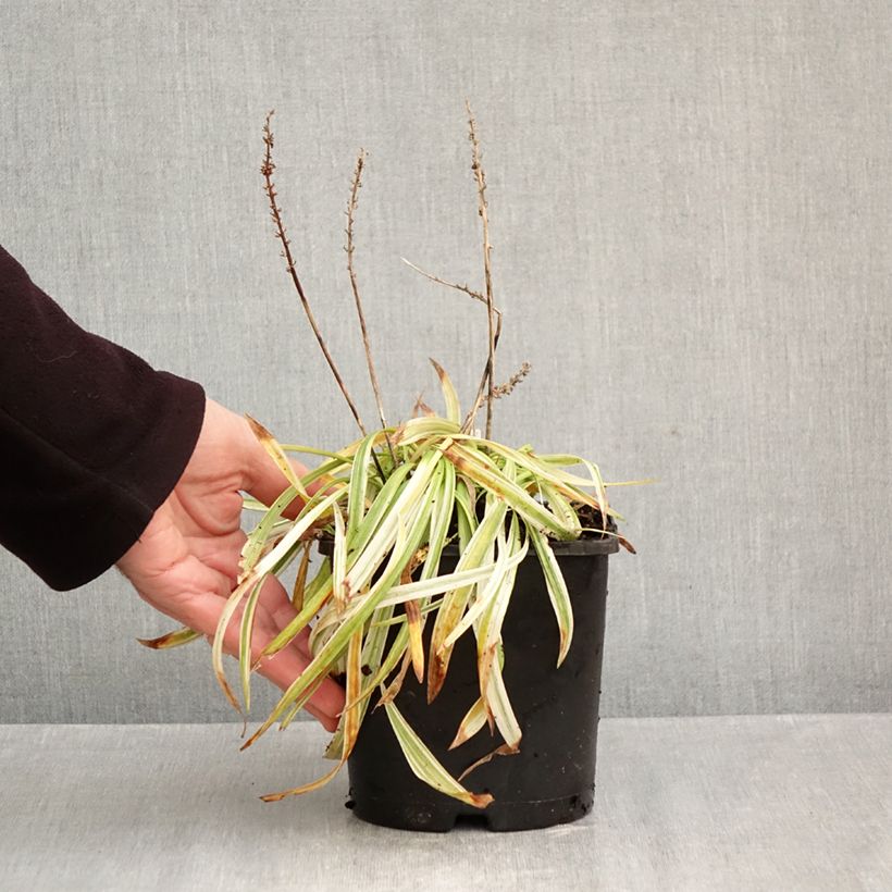 Liriope muscari Variegata 2L/3L pot sample as delivered in autumn