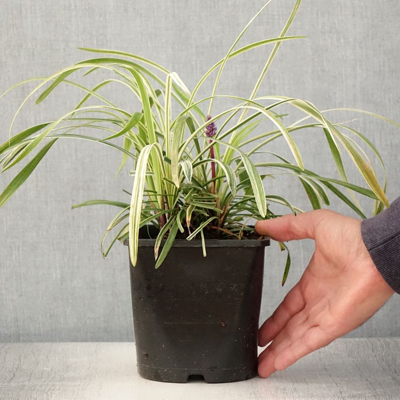 Liriope muscari Variegata 2L/3L pot sample as delivered in summer