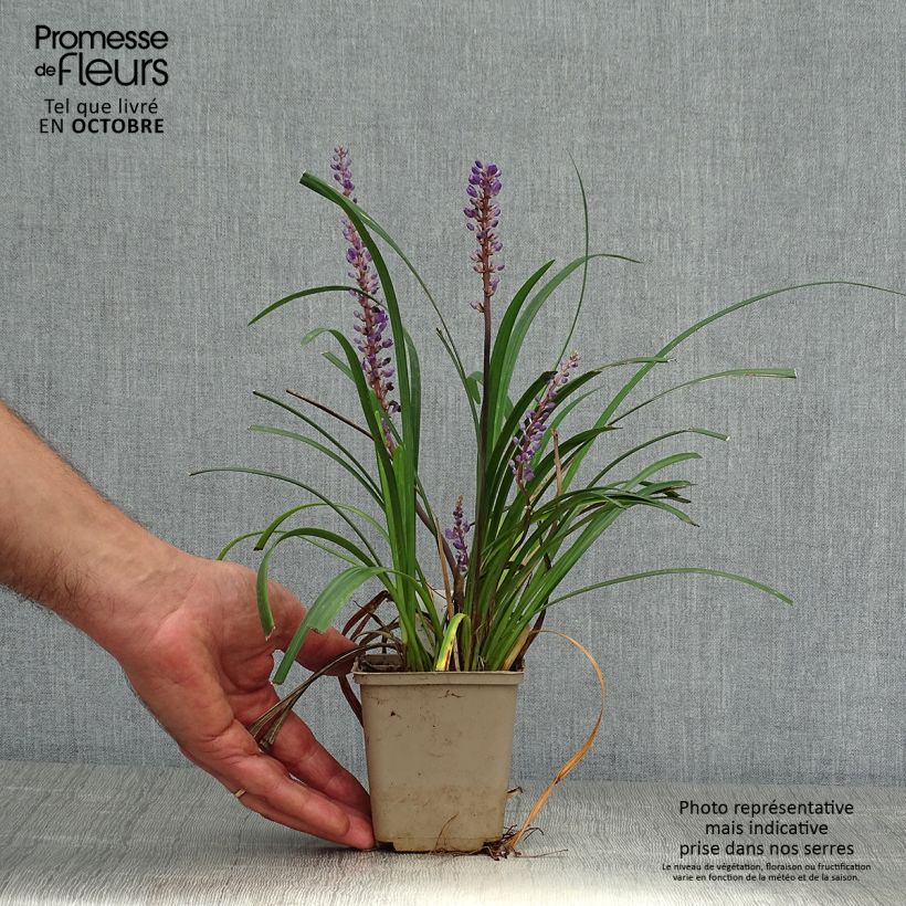 Liriope muscari Super Blue 8/9 cm pot sample as delivered in autumn