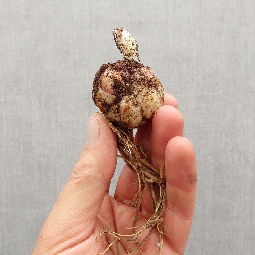 Lilium Broken Heart Bulb size 14/16 sample as delivered in spring