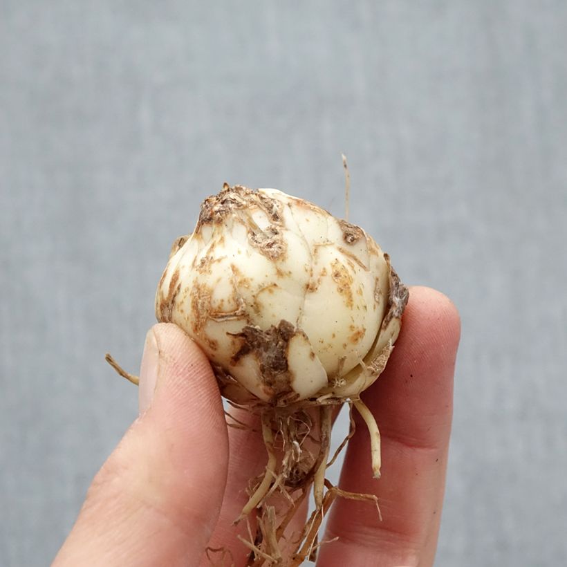 Lilium Distant Drum Bulb size 14+ sample as delivered in spring