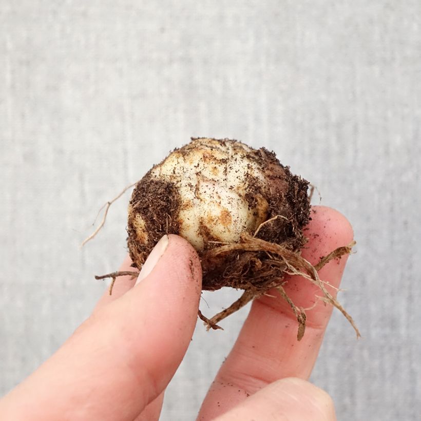 Lilium Fata Morgana - Asiatic lily Bulb size 16/18 sample as delivered in spring