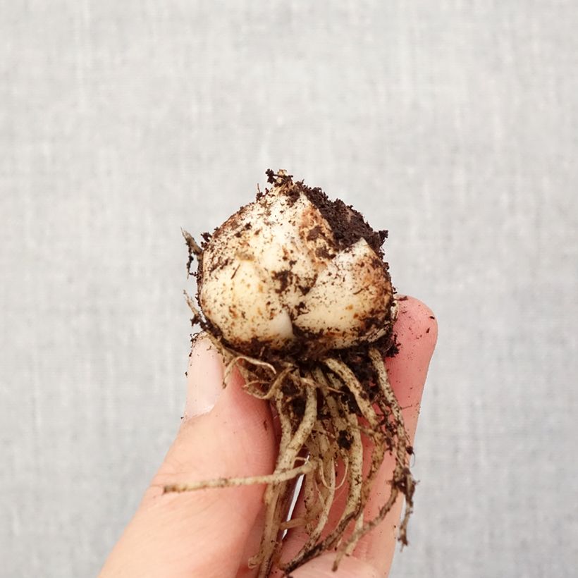 Lilium Pearl Loraine - Lily Bulb size 14/16 sample as delivered in spring