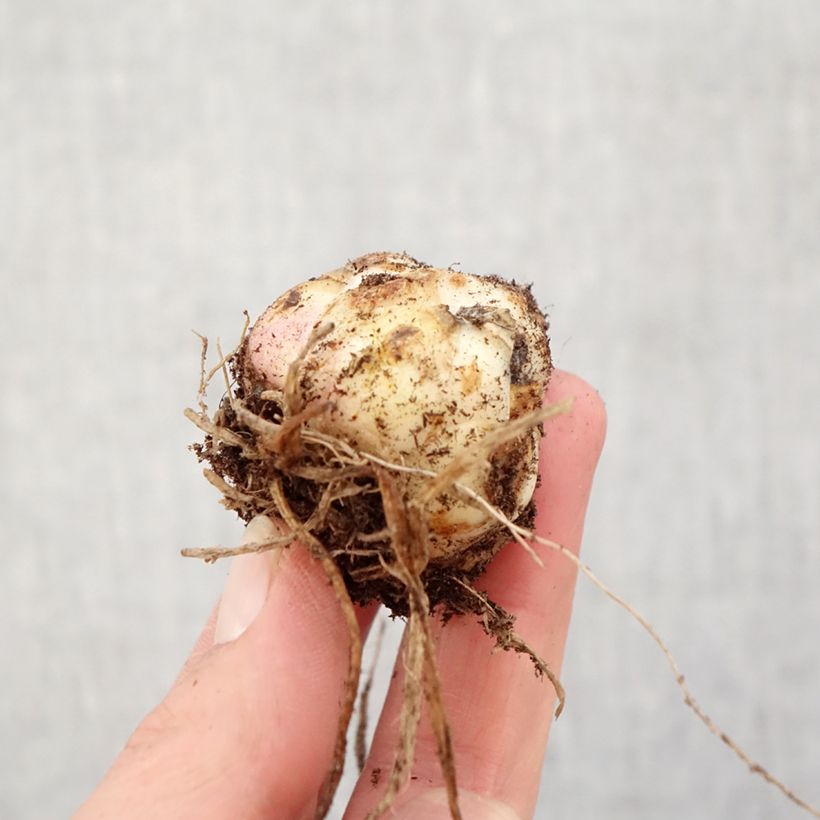 Lilium Pieton - Asiatic lily Bulb size 16/18 sample as delivered in spring