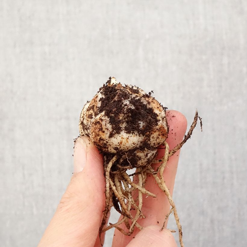 Lilium Sweet Surrender - Asiatic Lily Bulb size 14/16 sample as delivered in spring