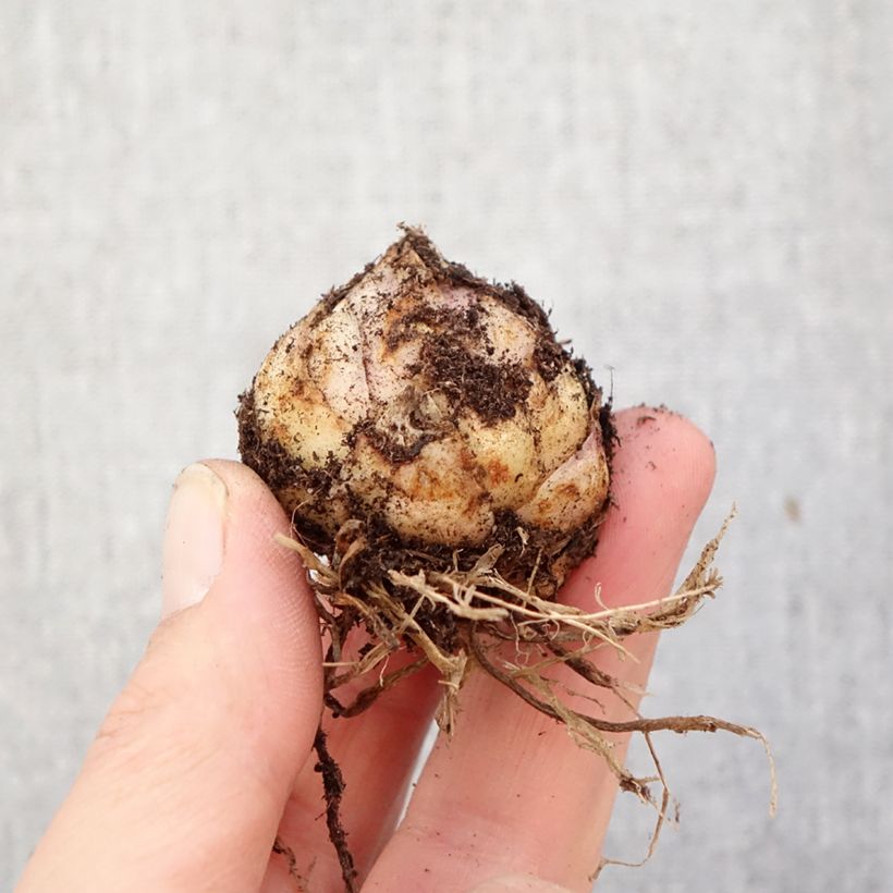 Lilium Tribal Dance - Asiatic Lily Bulb size 16/18 sample as delivered in spring