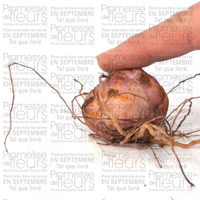 Example of Lilium leichtlinii  Bulb size 14/16 specimen as delivered