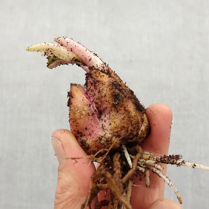 Lilium speciosum var. rubrum Uchida Bulb size 16/18 sample as delivered in spring