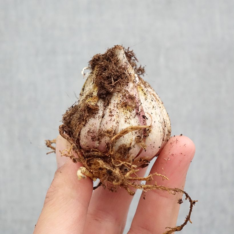 Lilium candidum - Madonna Lily Bulb size 18/20 sample as delivered in spring