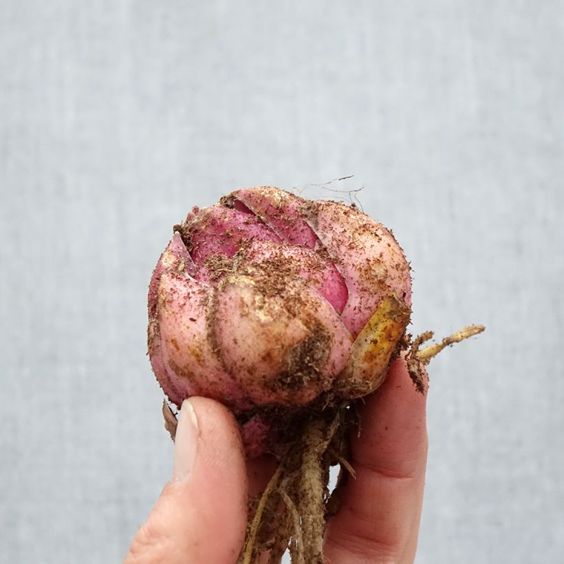 Lilium Bellamonte- Lily Bulb size 18/20 sample as delivered in spring