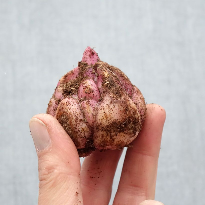 Lilium Candy Club - Lily Bulb size 18/20 sample as delivered in spring