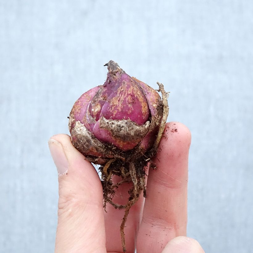 Lilium Casa Blanca - Lily Bulb size 16/18 sample as delivered in spring