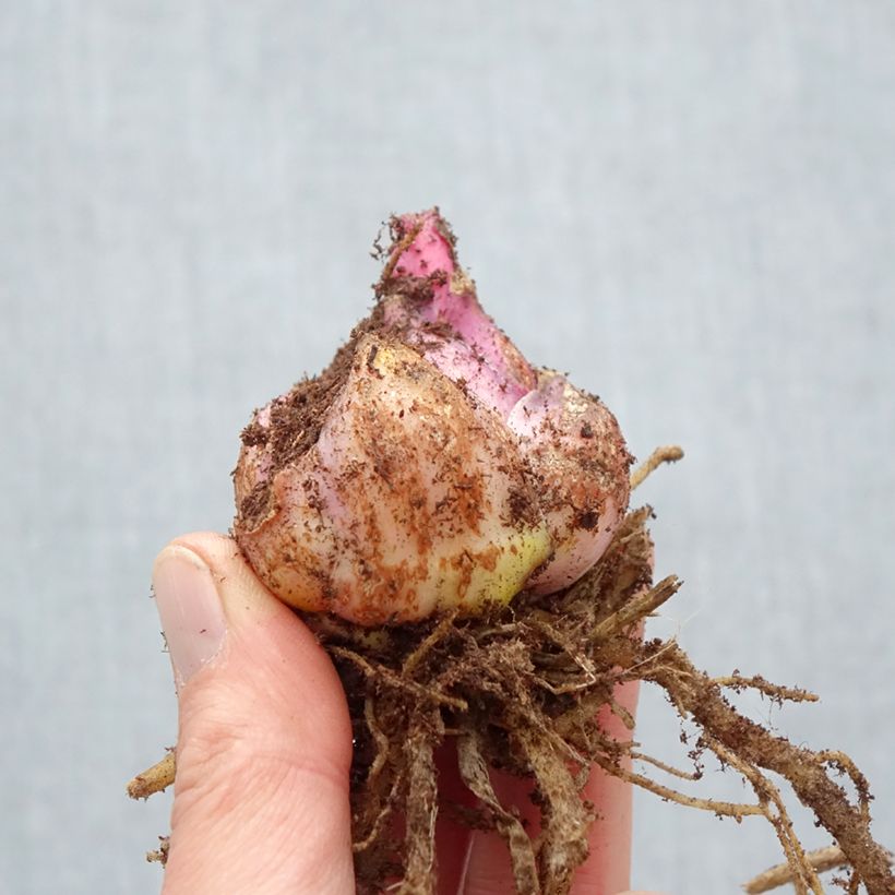 Lilium Nymph - Lily Bulb size 18/20 sample as delivered in spring