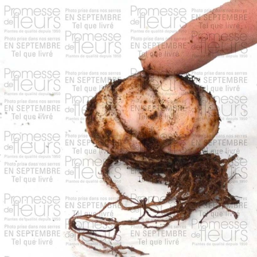 Example of Lilium Pink Flavour - Lily Bulb size 20+ specimen as delivered
