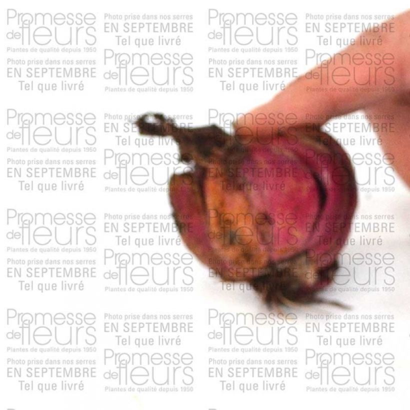 Example of Lilium speciosum var. album Bulb size 16+ specimen as delivered